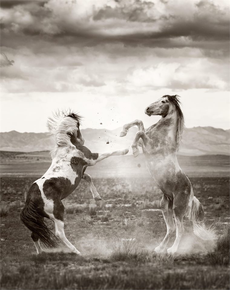 wild horses