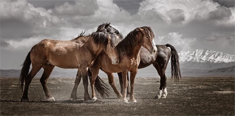 wild horses