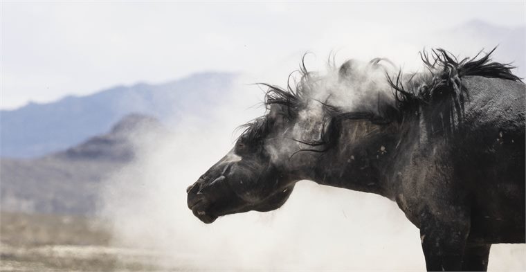 wild horses