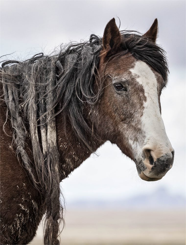 wild horses
