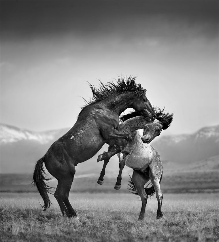 black and white