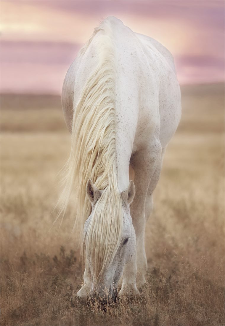 wild horses