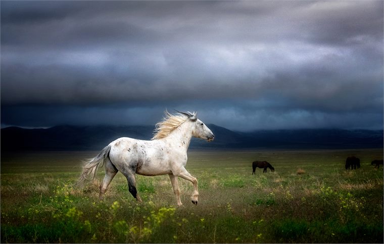 wild horses