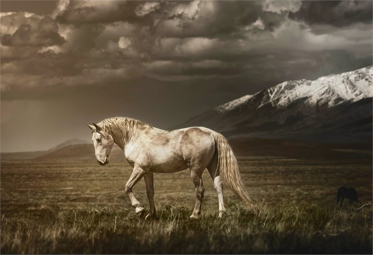 wild horses