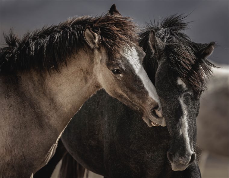 wild horses